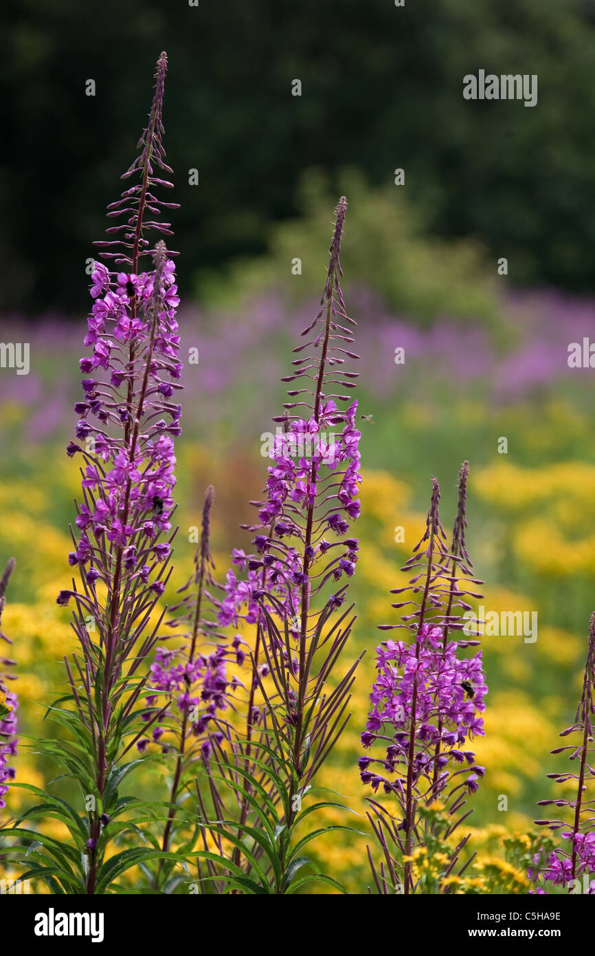 Adelfa willowherb Chamerion augustifolium y Hierba Cana en Norfolk tierras comunes Foto de stock