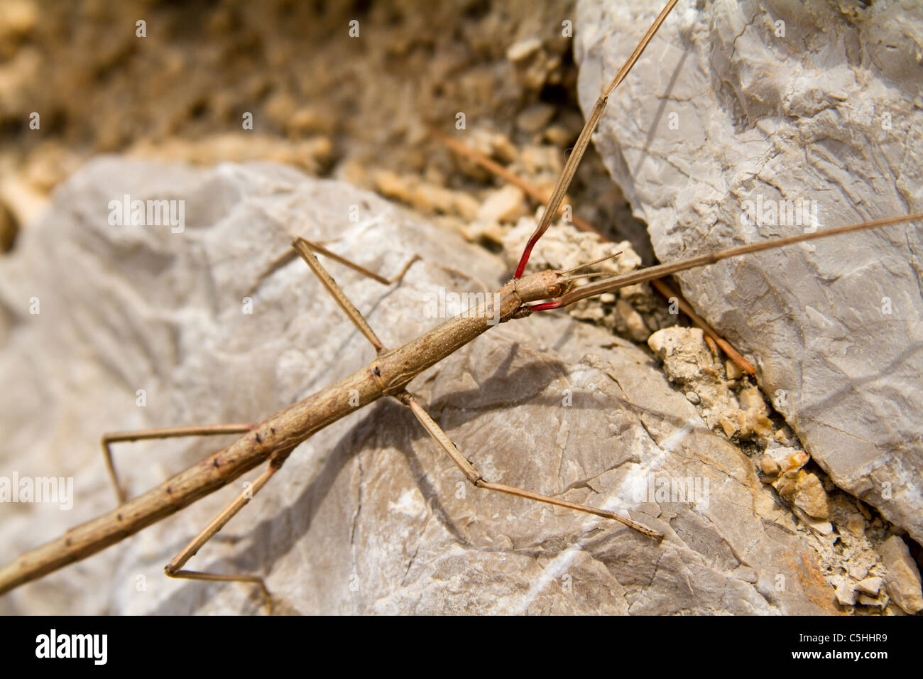 Sitck insekt phasmatodea sobre roca Foto de stock