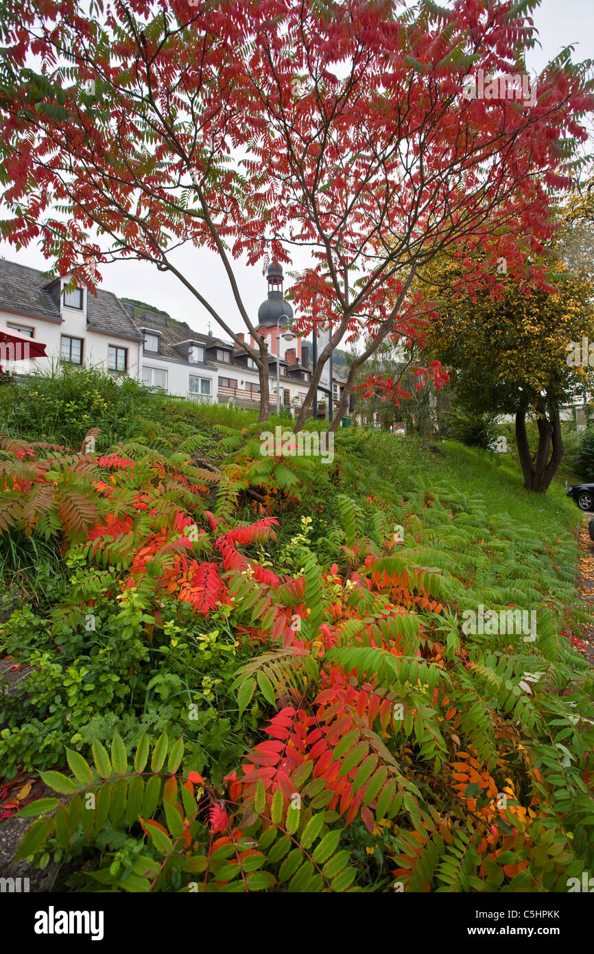 Rot gefaerbte Blaetter, Farn, Zell an der Mosel, otoño coulors, aldea de Zell, Moselle Foto de stock