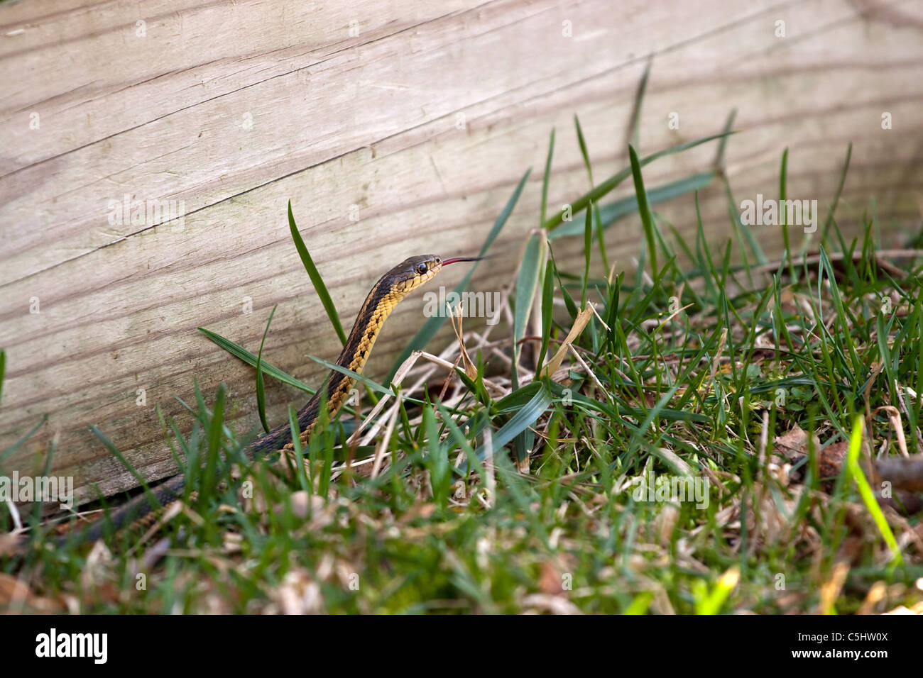 Un norteamericano negro y amarillo Garter Snake deslizaba a través de la hierba verde. Profundidad de campo. Foto de stock