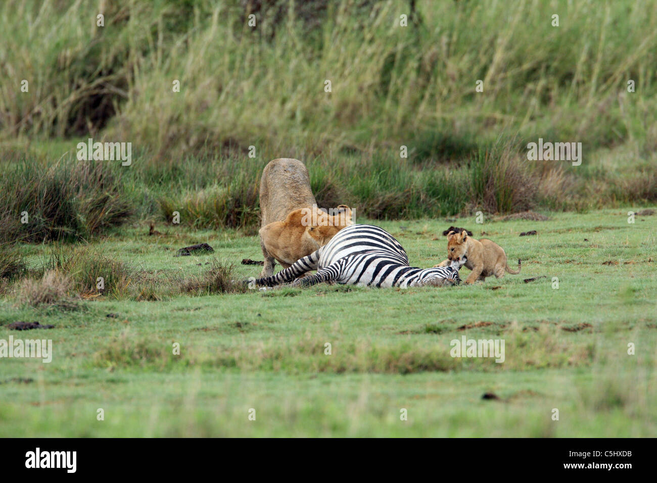 Hembra y su cachorro de león, Panthera leo, alimentándose de sus presas cebra Serengeti Tanzania Foto de stock
