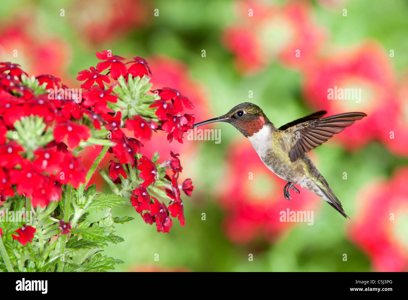 Ruby throated Hummingbird buscando el néctar de las Flores de verbena Foto de stock
