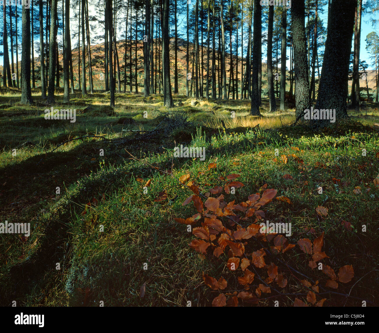 Bosques de coníferas en Glen Lyon, Perthshire, Escocia Foto de stock