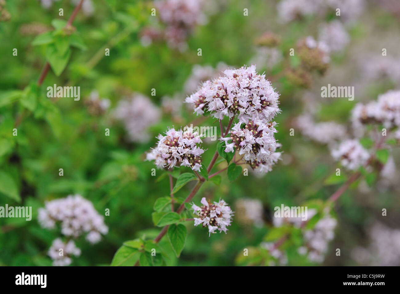 El orégano, mejorana silvestre (Origanum vulgare) floración en verano Foto de stock