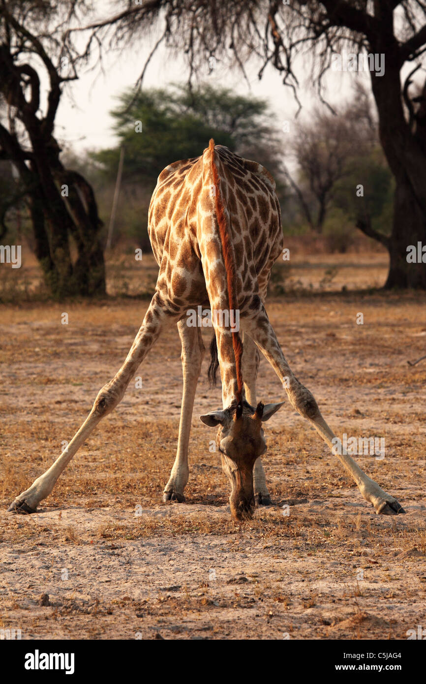 Tall giraffe and come down fotografías e imágenes de alta resolución -  Página 2 - Alamy