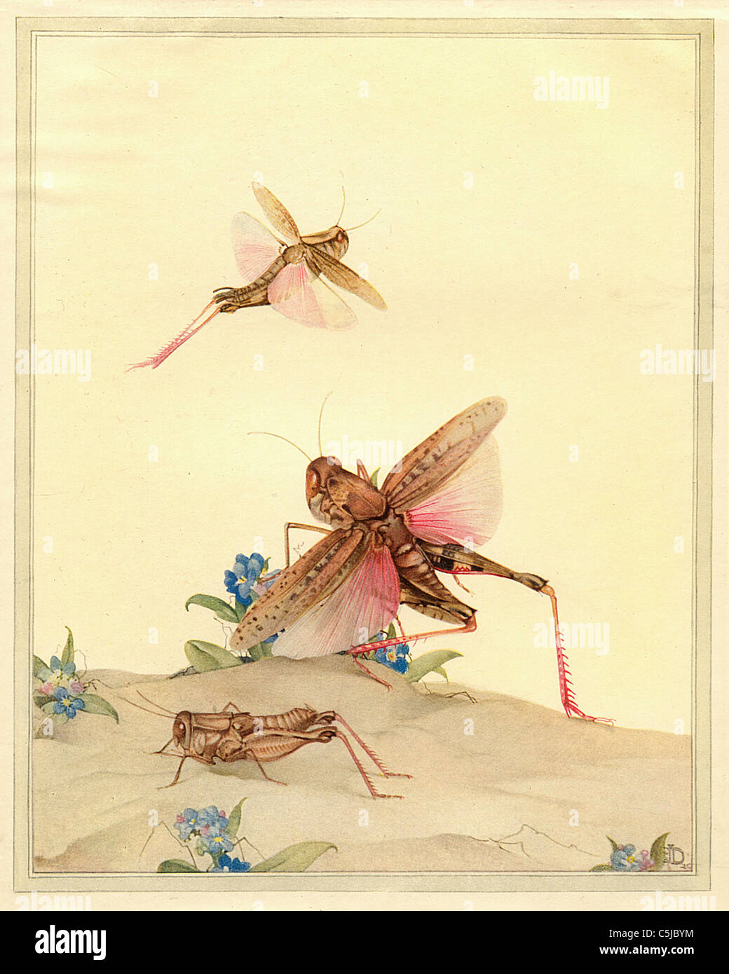 Las langostas de anticuario italiano Ilustración de insectos