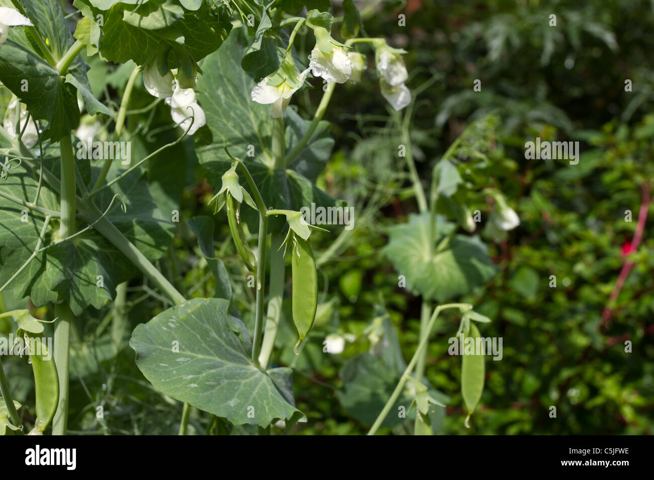 Las vainas de guisantes que crecen en las zonas rurales english country garden. Foto de stock