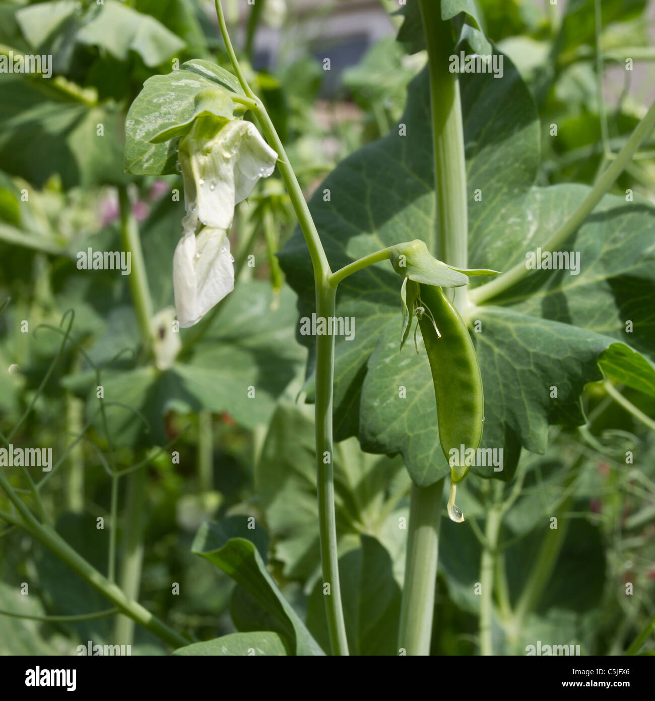 Las vainas de guisantes que crecen en las zonas rurales english country garden. Foto de stock