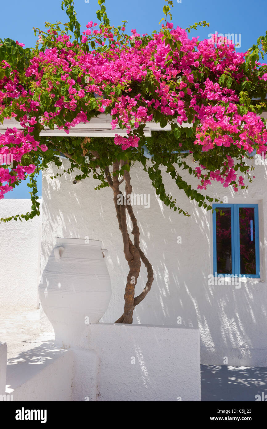 Fira - casa blanca con flores de buganvilla florece, Santorini, Grecia Foto de stock