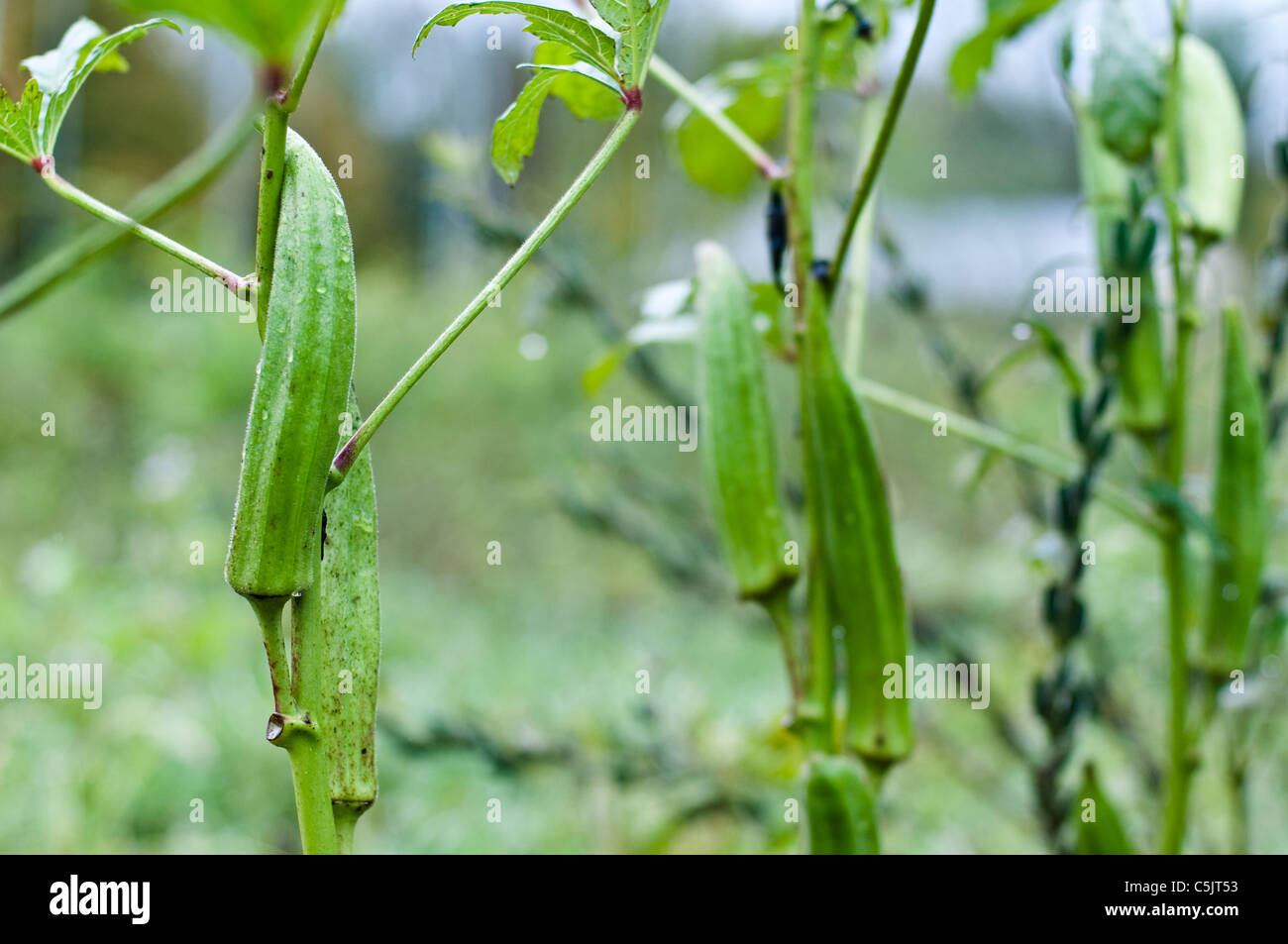 Cultivo de plantas de okra fotografías e imágenes de alta resolución