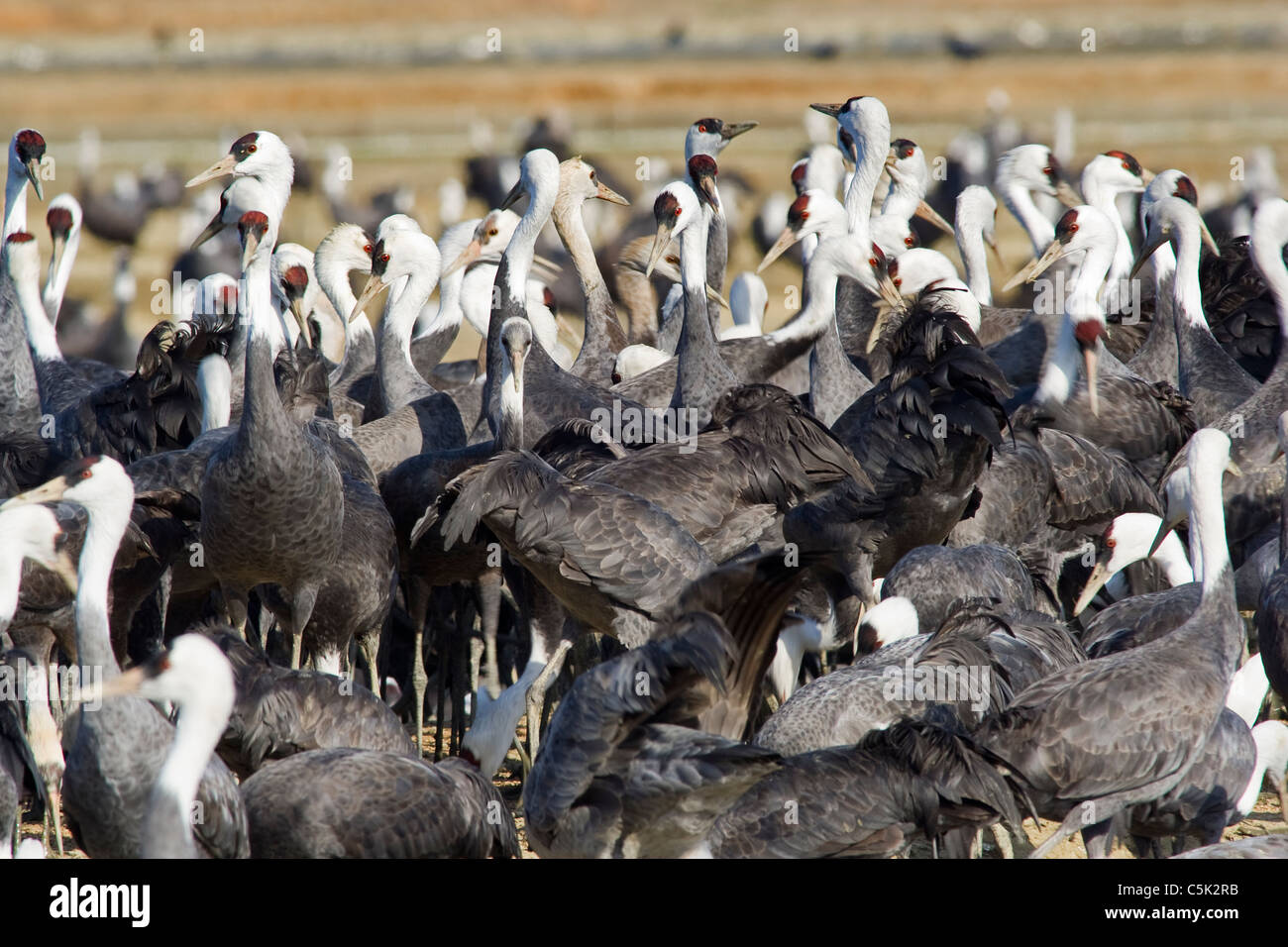 Grúa encapuchados, Grus monacha, invernan en Japón Foto de stock