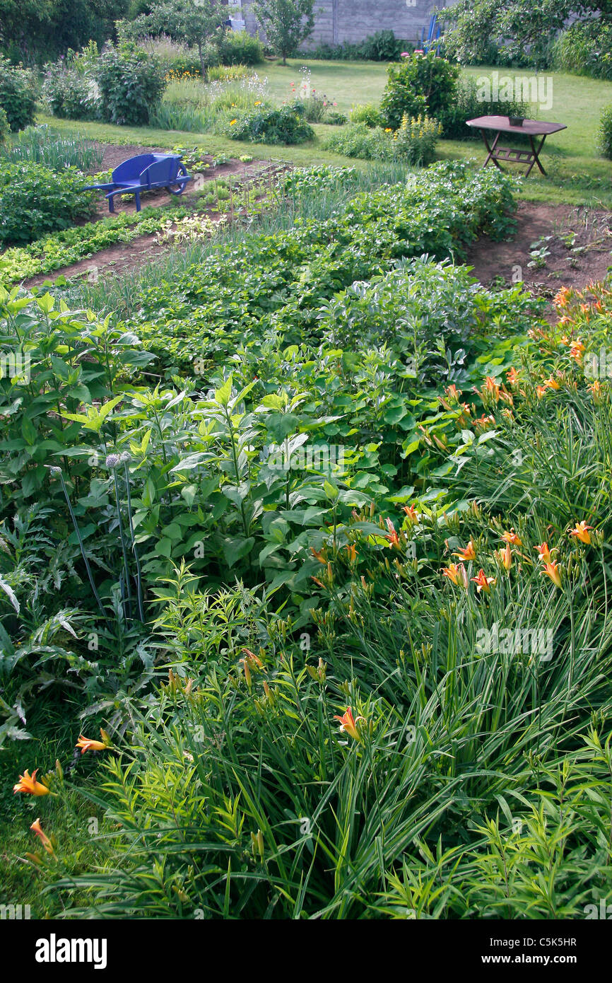 Huertas en un jardín de vegetales (vista de pájaro). Foto de stock