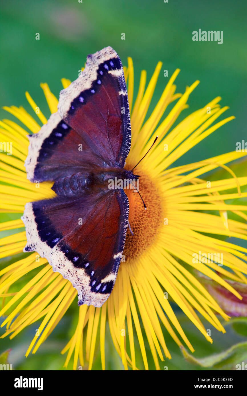 Camberwell Nymphalis antiopa belleza; mariposas; en inula flor Foto de stock