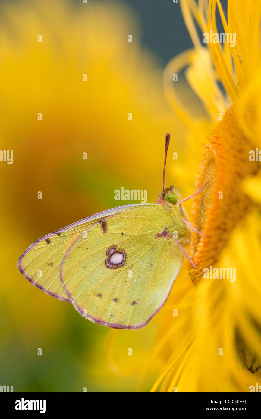 Mariposa amarilla empañados; Colias croceus; en inula flor Foto de stock