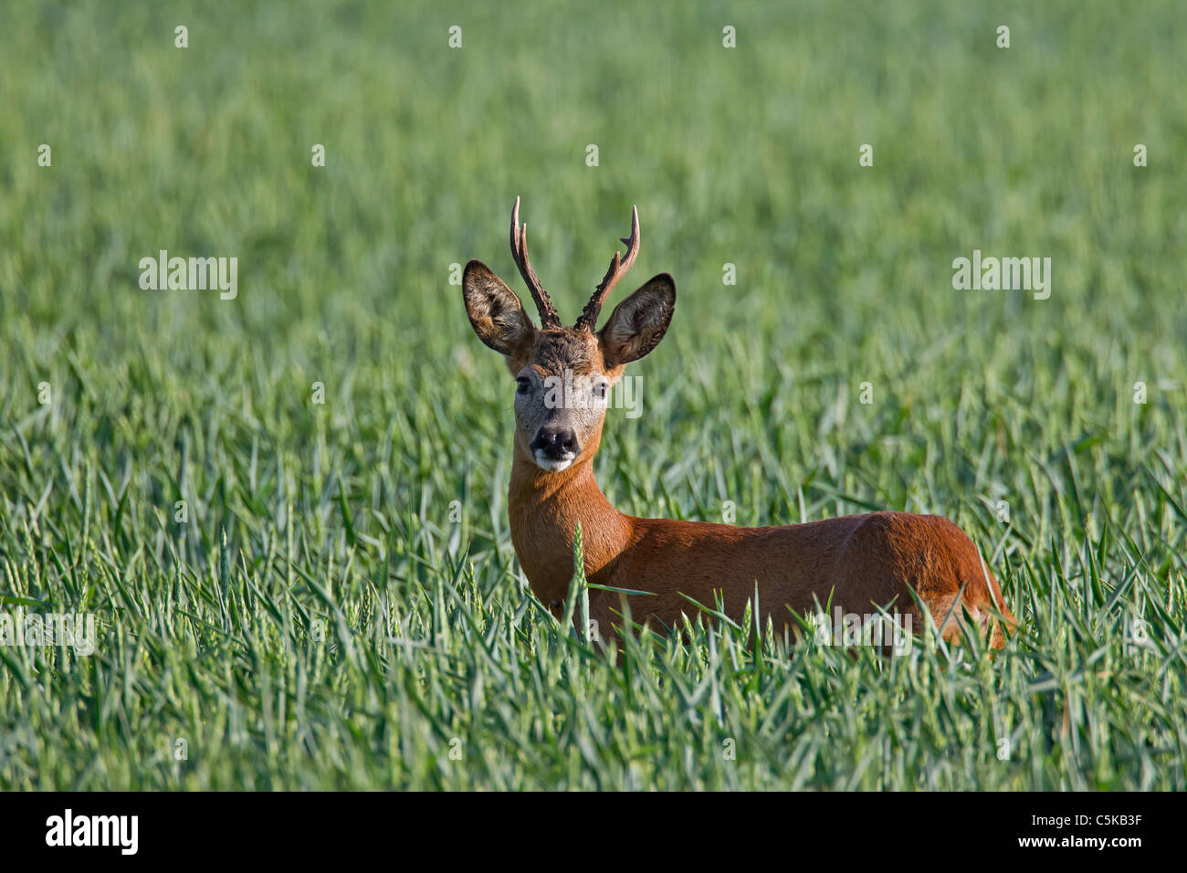 El corzo (Capreolus capreolus) buck en el campo, Alemania Foto de stock