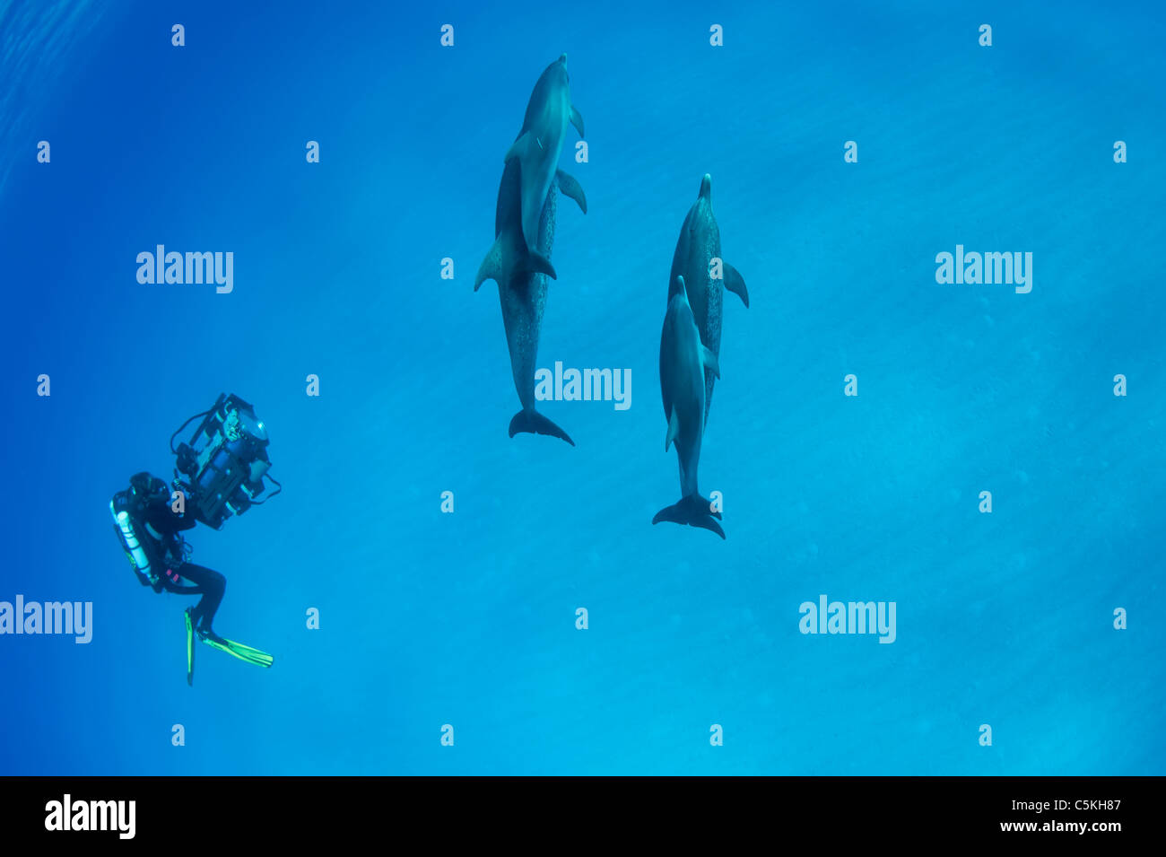 Delfines moteados del Atlántico, Stenella frontalis, Atlantischer Fleckendelfin, Bimini, Bahamas, salvaje, submarino, buzo con cámara Foto de stock