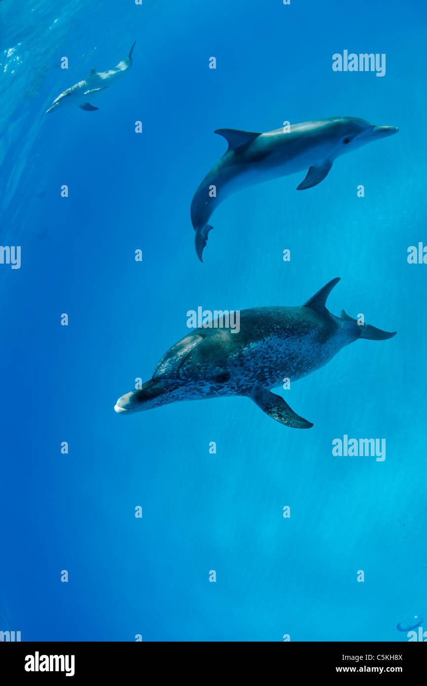 Delfines moteados del Atlántico, Stenella frontalis, Atlantischer Fleckendelfin, Bimini, Bahamas, salvaje, submarino Foto de stock