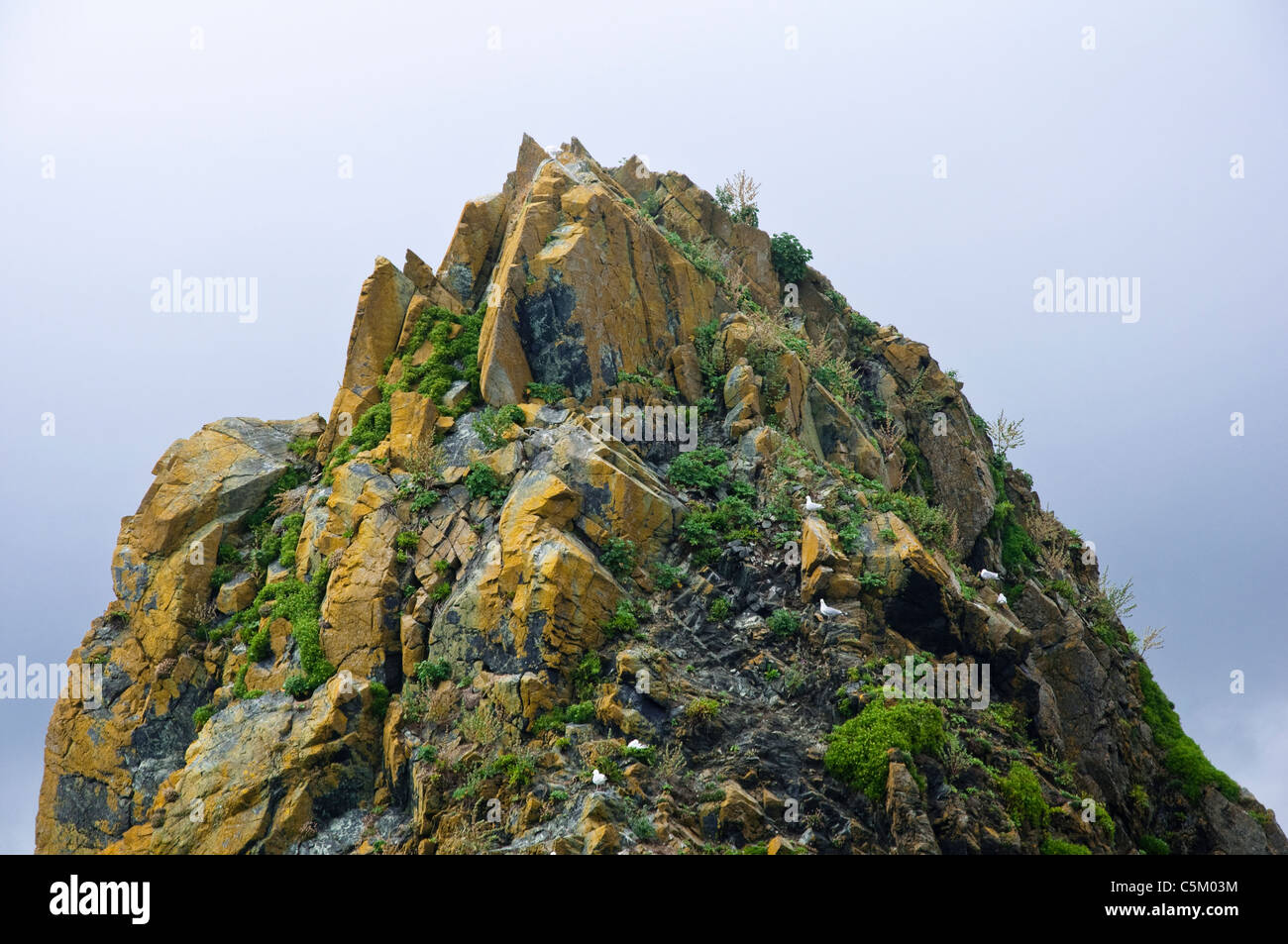 Pinnacle de rock - con puntos irregulares, la vegetación y las gaviotas. En el Reino Unido. Foto de stock
