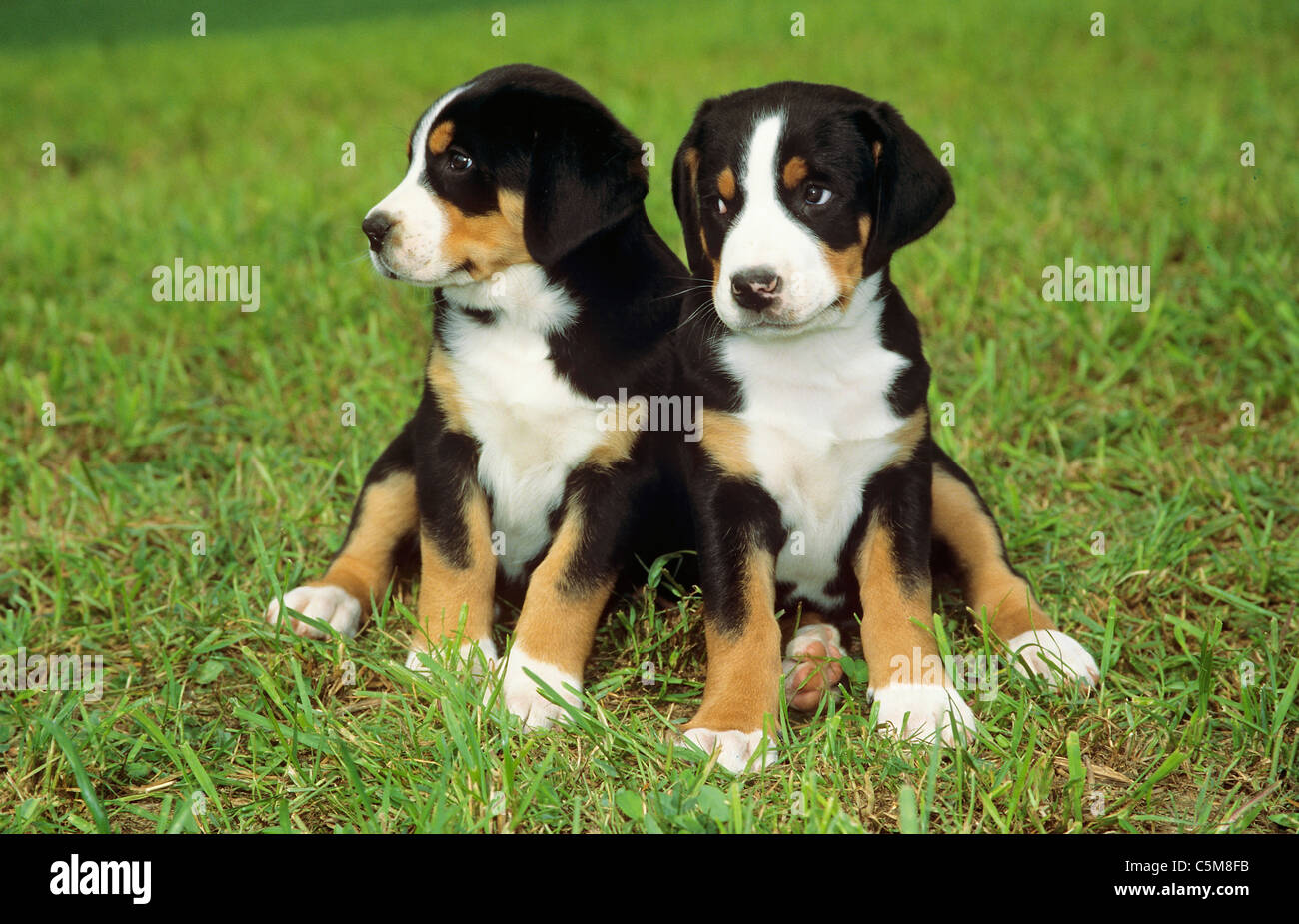 Gran Boyero Suizo. Dos cachorros sentado en una pradera Foto de stock