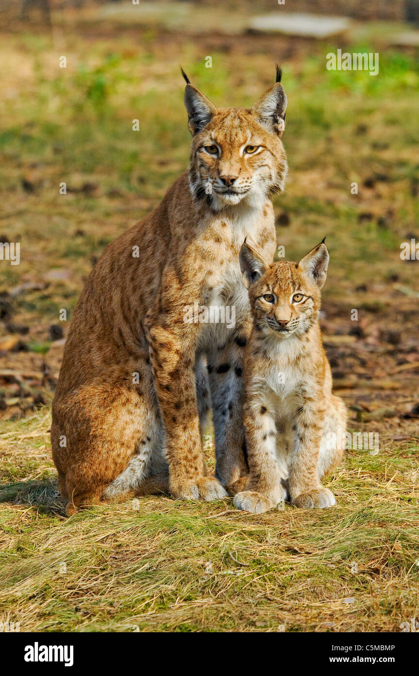 Lynx lynx lince euroasiático, madre con cub Foto de stock