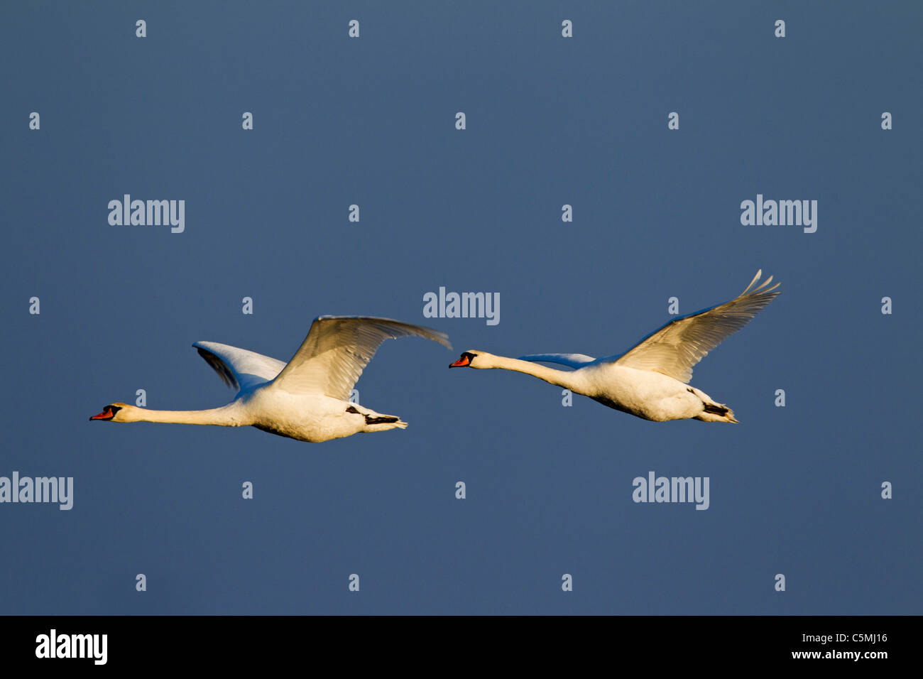 Cisne (Cygnus olor), pareja en vuelo. Foto de stock