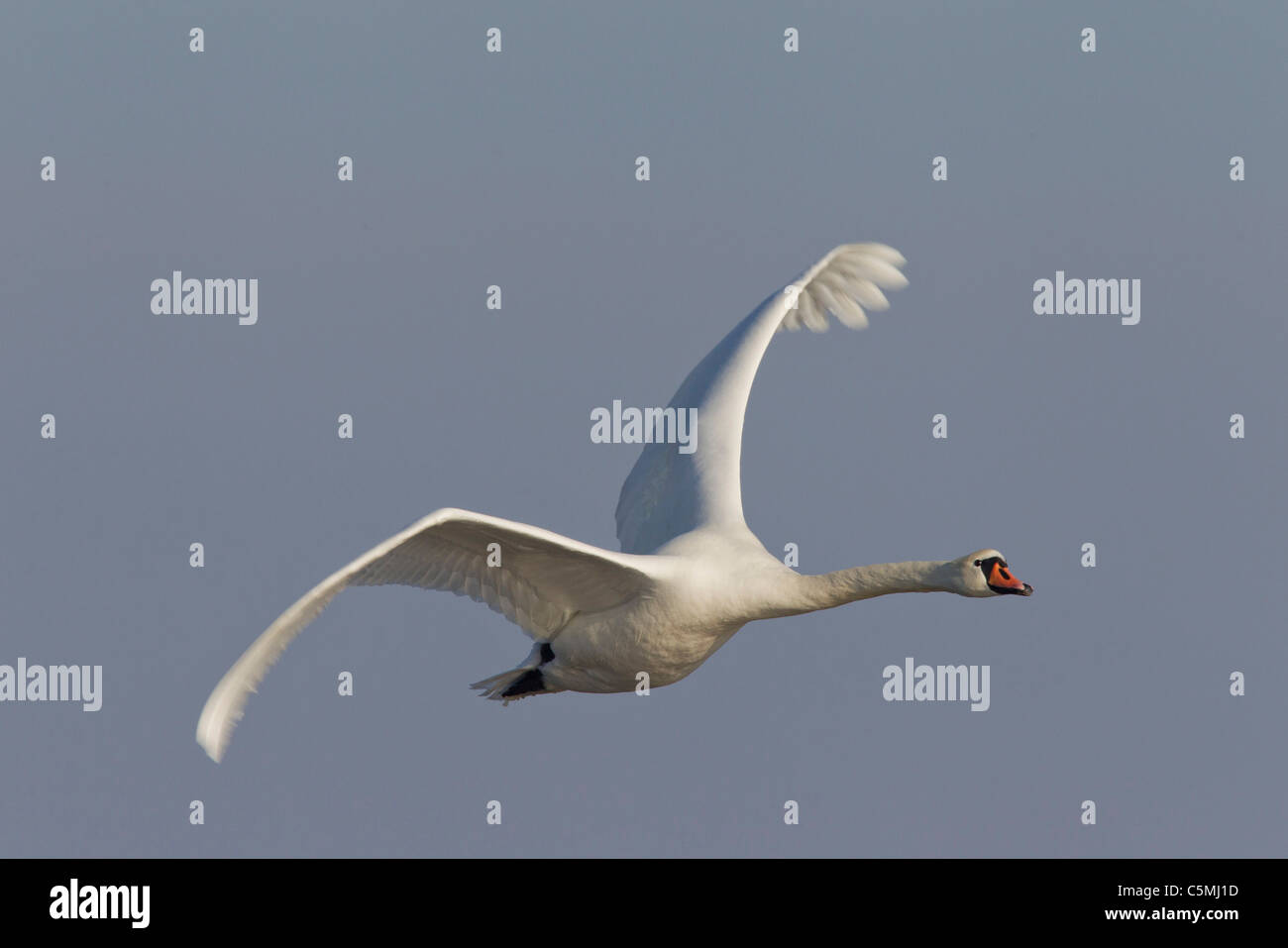 Cisne (Cygnus olor), adultos en vuelo. Foto de stock