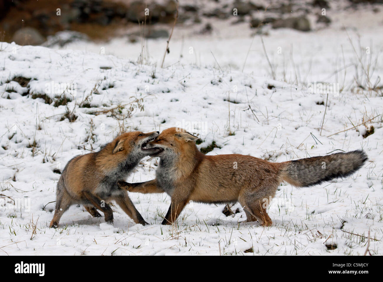El Zorro Rojo (Vulpes vulpes). Dos adultos luchan en invierno. Alemania Foto de stock