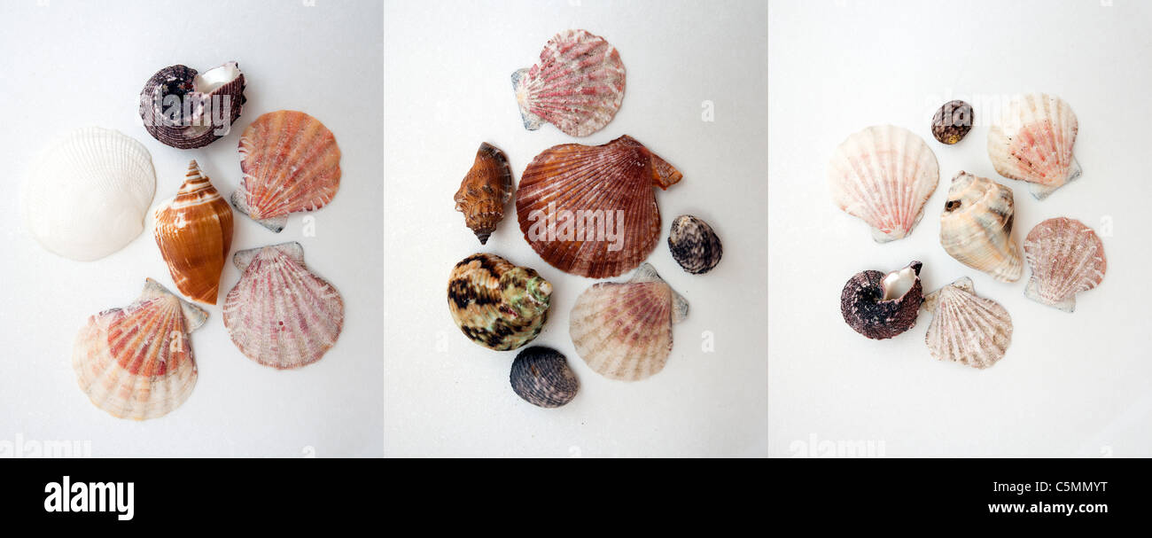 Diferentes tipos de conchas de mar aislado sobre fondo blanco. Foto de stock
