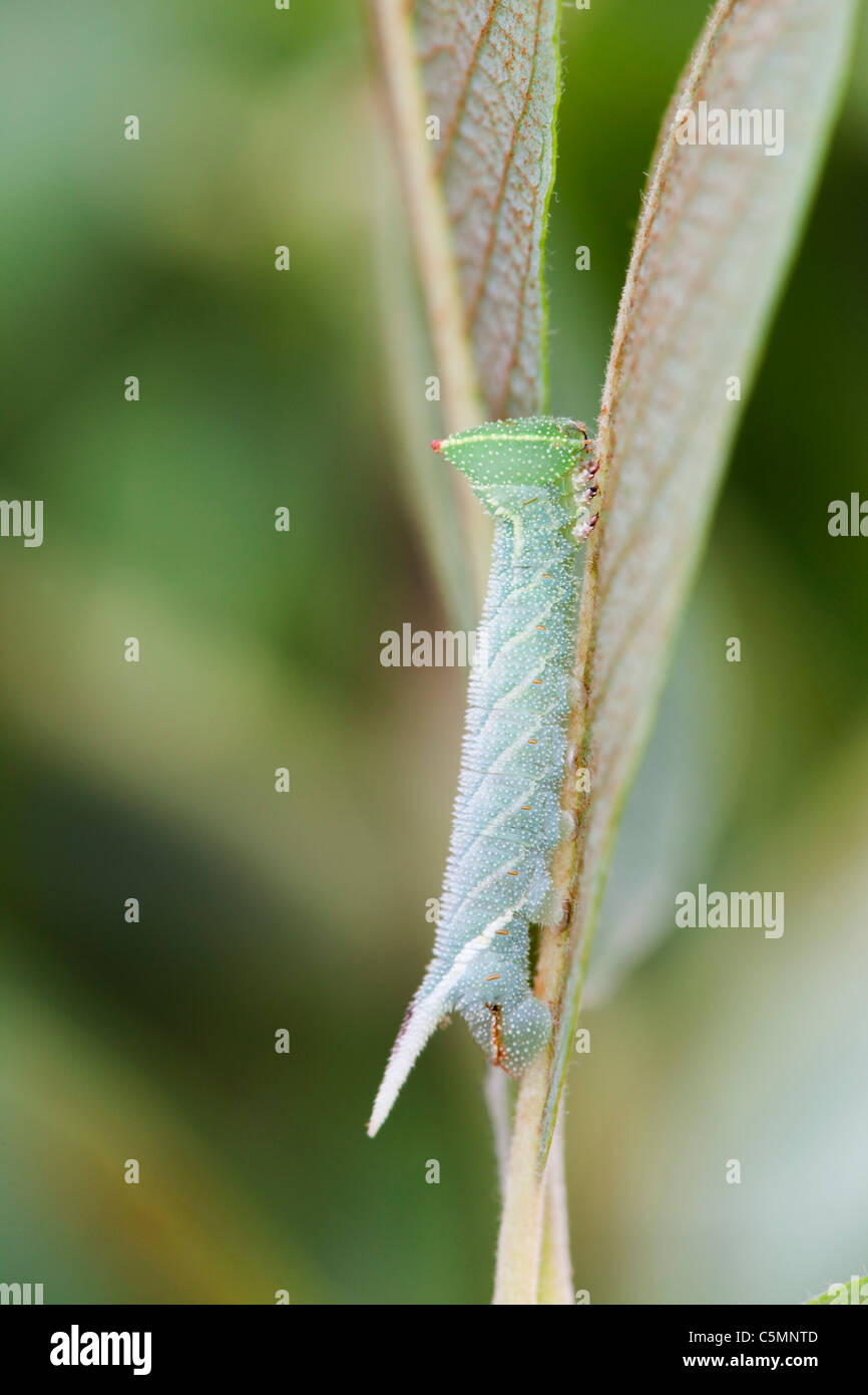 Eyed Hawkmoth Larva; Smerinthus ocellata; Foto de stock