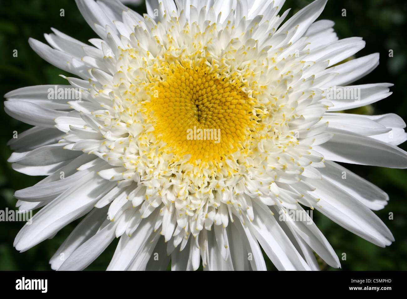 Detalle de la flor de crisantemo blanco Fotografía de stock - Alamy