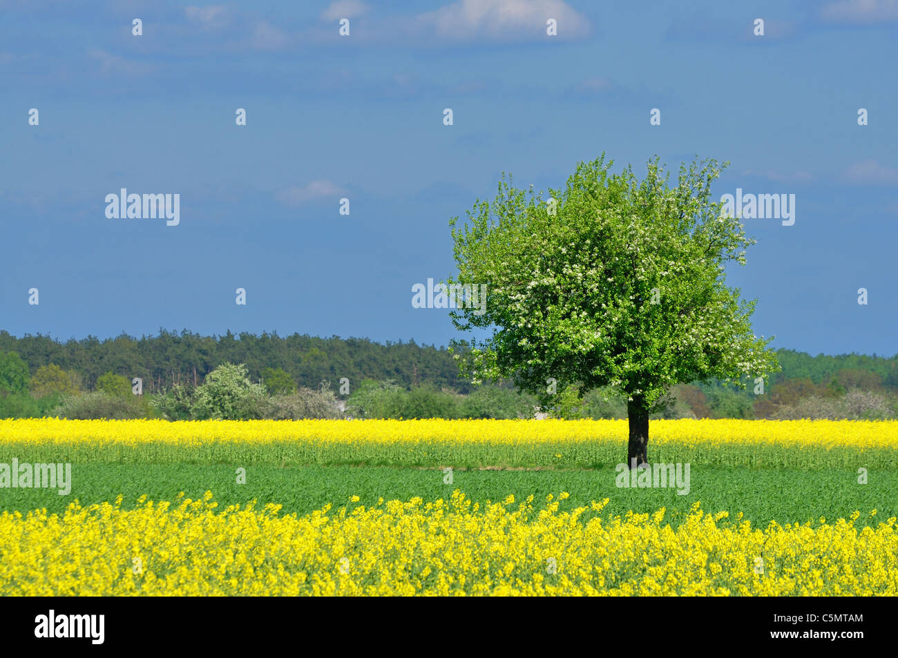 Paisaje primaveral - solitario árbol, pradera y cielo azul Foto de stock