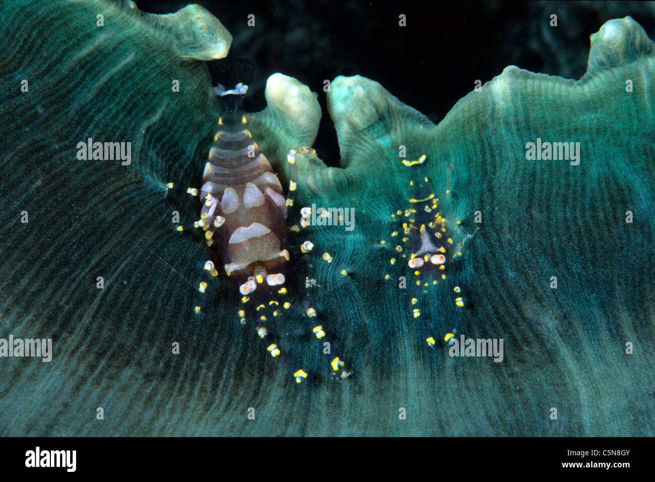 En el disco de Camarón comensal anémona, Pliopontonia furtiva, Amplexidiscus fenestrafer, Kimbe Bay, Nueva Bretaña, Papua Nueva Guinea Foto de stock