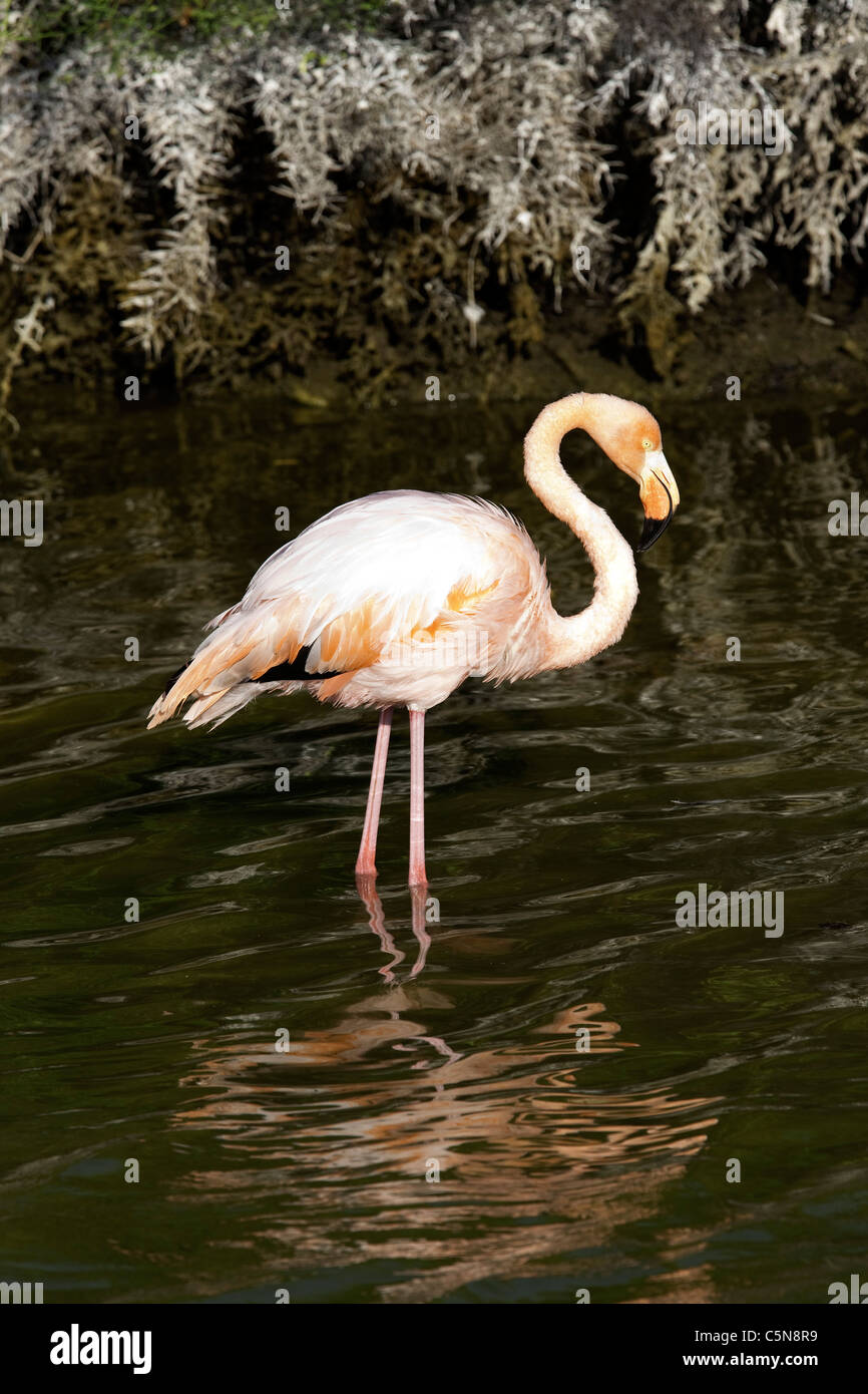 Mayor Flamingo en Laguna salina, Phoenicopterus ruber, la Isla Isabela, Galápagos, Ecuador Foto de stock