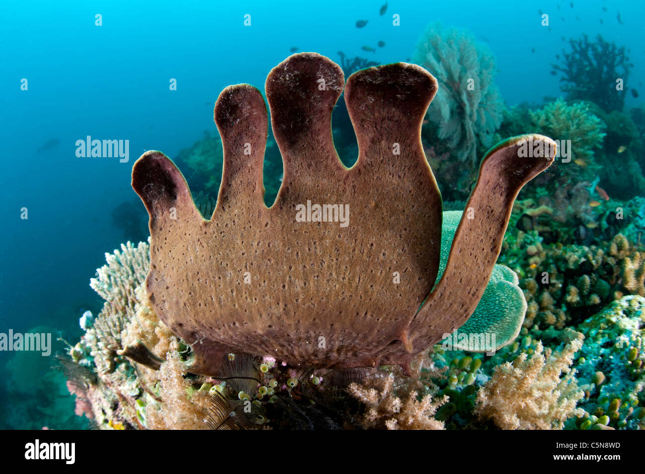 Esponja en arrecifes de coral, Raja Ampat, Papua Occidental, Indonesia Foto de stock