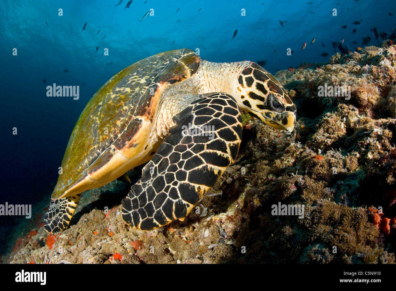 La tortuga carey, Eretmochelys imbricata, Océano Índico, Maldivas Foto de stock