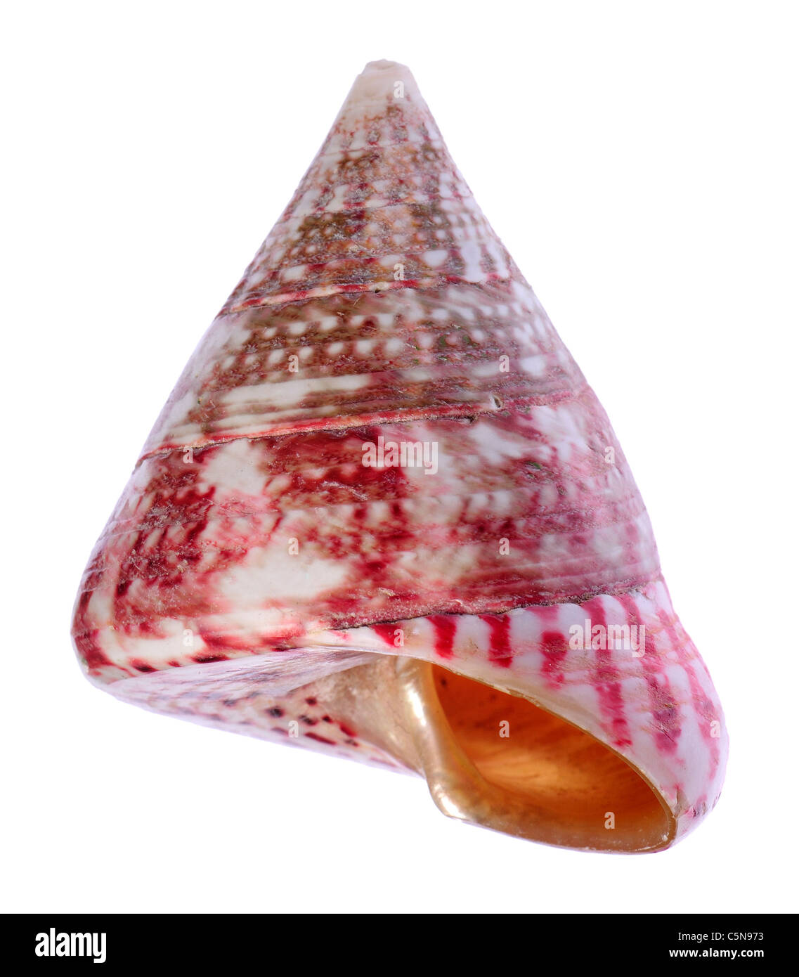 Fresa Trochus seashell. c5cm Foto de stock