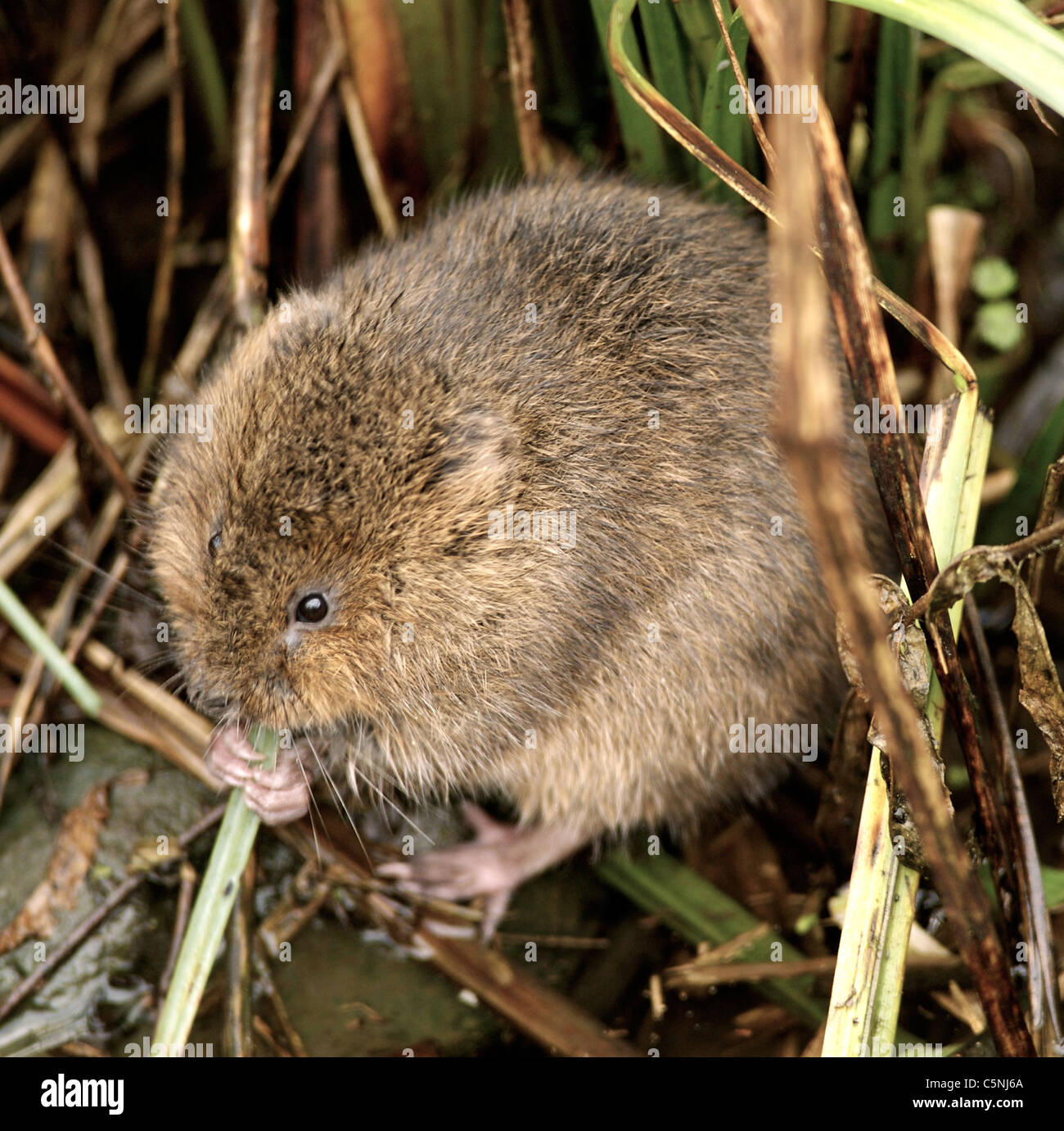 La Unión de agua o agua del Norte Vole Vole, Arvicola amphibius (anteriormente A. terrestris), es un semi-acuático de roedor. Foto de stock