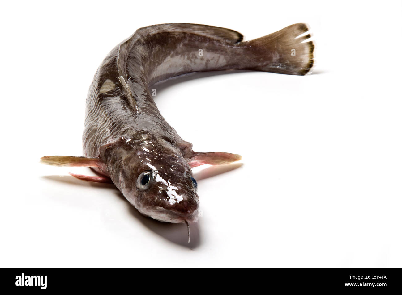 Wholelingfish still stills fotografías e imágenes de alta resolución