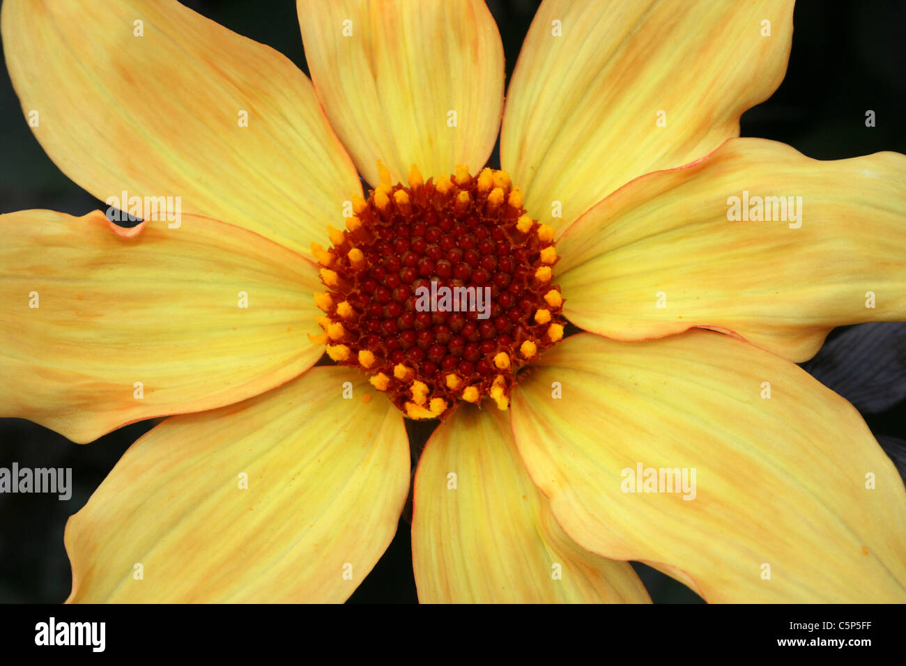 Detalle de una flor amarilla Foto de stock