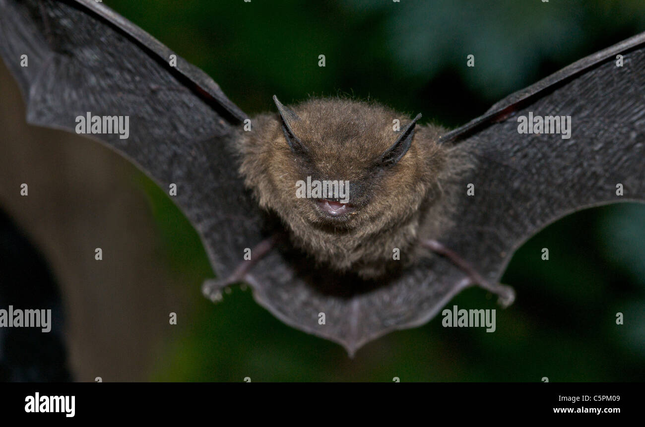 Bat pipistrelle común (Pipistrellus pipistrellus) Pipistrelles son los más pequeños y frecuentes bat en el Reino Unido. Foto de stock