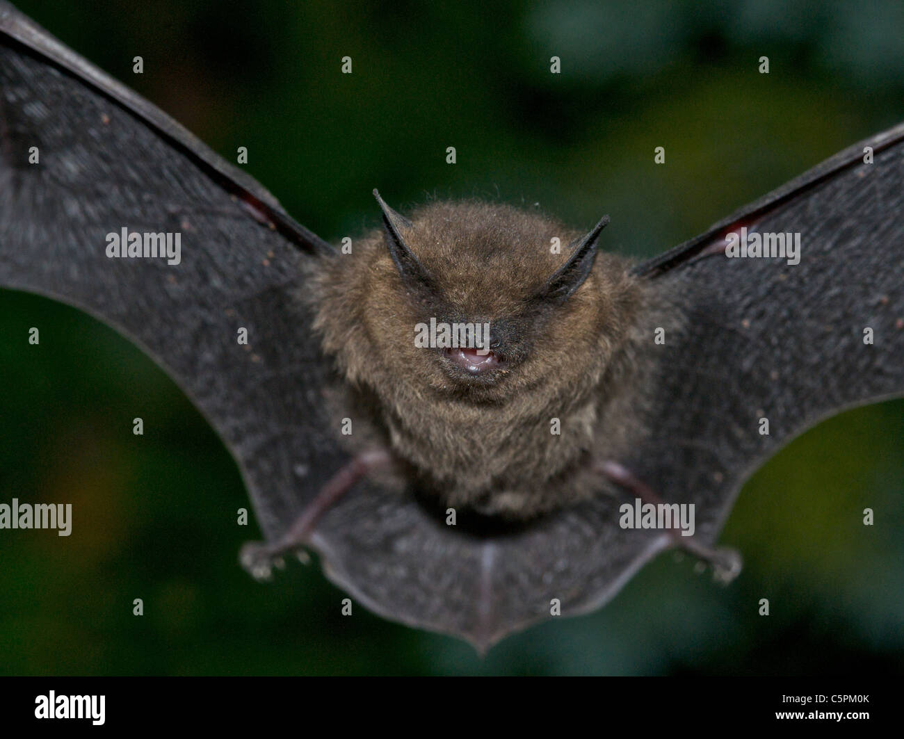 Bat pipistrelle común (Pipistrellus pipistrellus) Pipistrelles son los más pequeños y frecuentes bat en el Reino Unido. Foto de stock