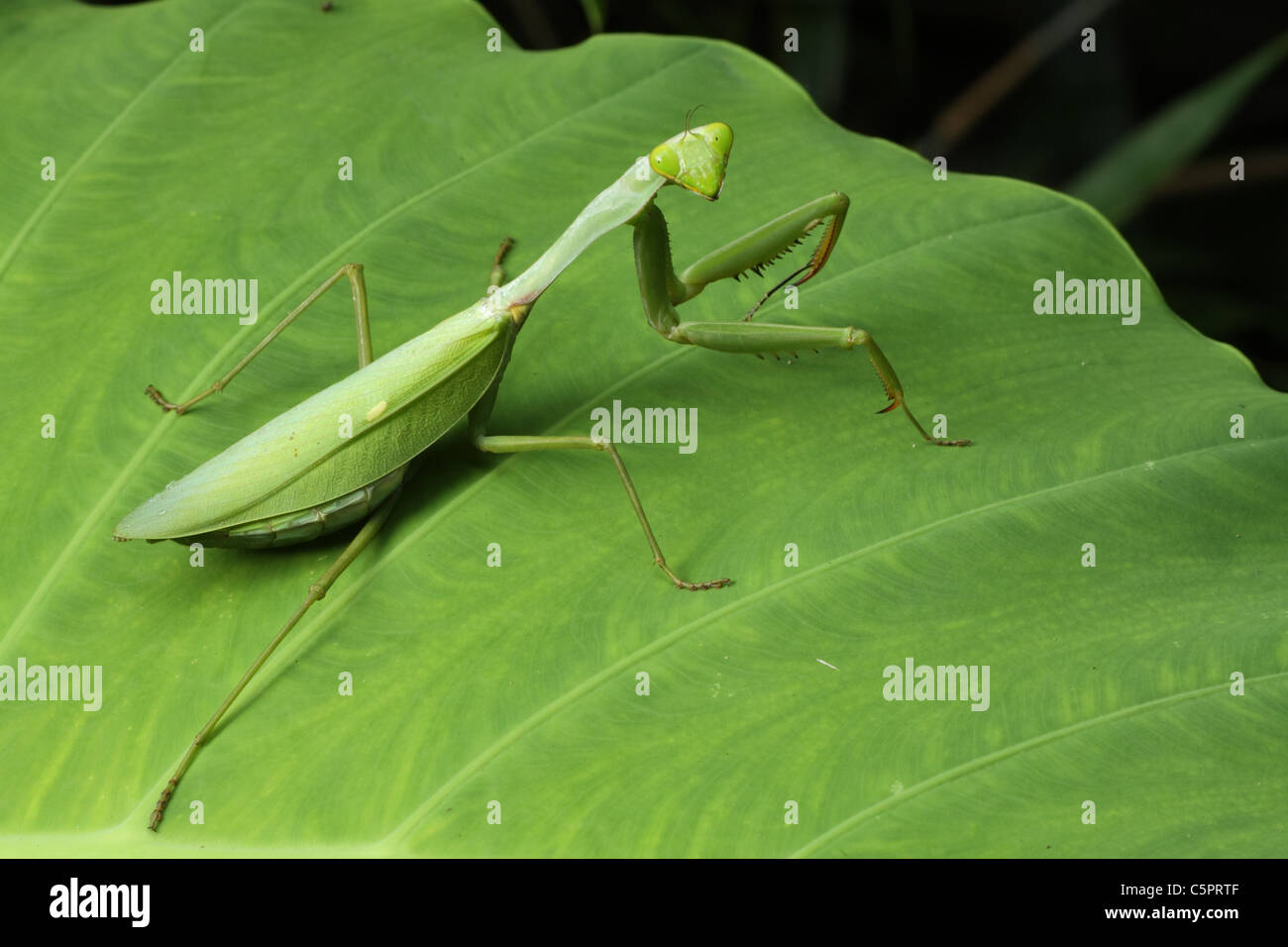 Mantis Religiosa sobre la hoja verde sideview Foto de stock