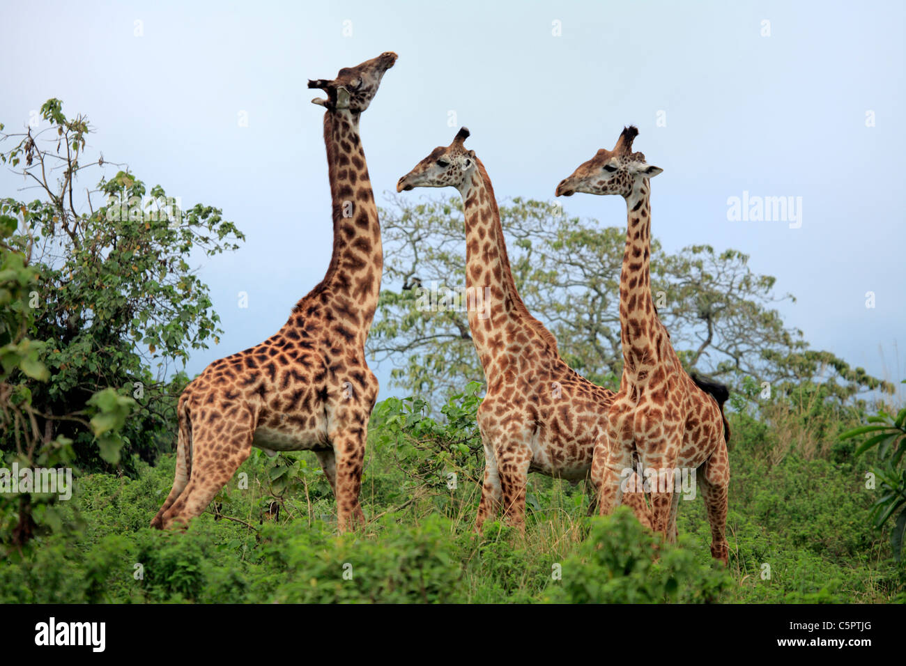 Giraffa camelopardalis (la jirafa), el parque nacional de Arusha, Tanzania Foto de stock