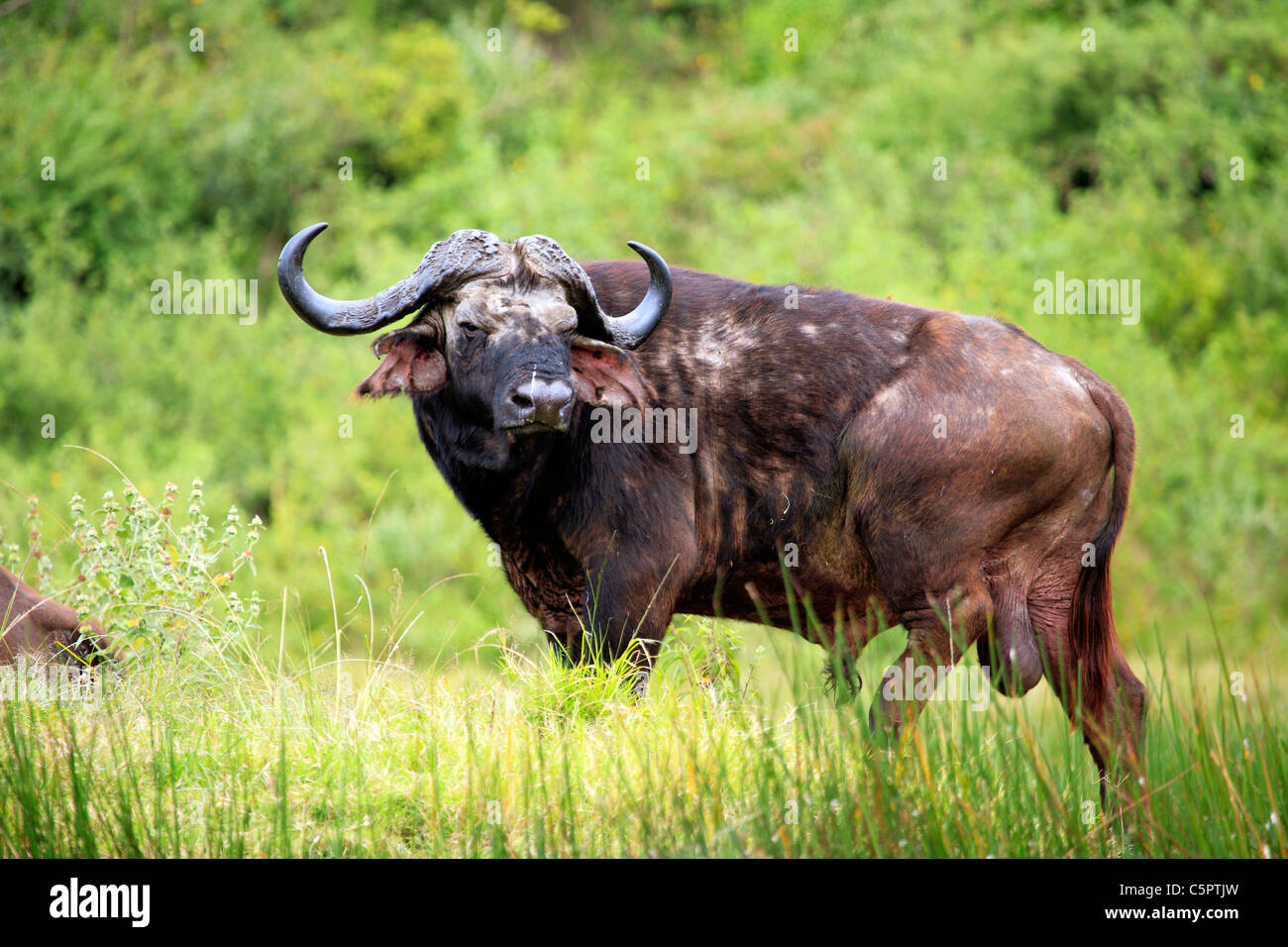 El búfalo africano (Syncerus caffer), el parque nacional de Arusha, Tanzania Foto de stock