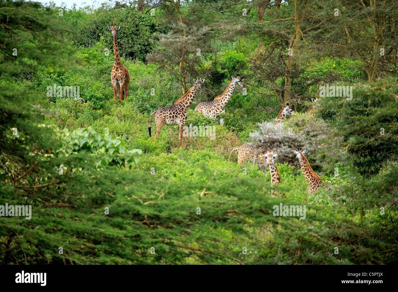Giraffa camelopardalis (la jirafa), el parque nacional de Arusha, Tanzania Foto de stock