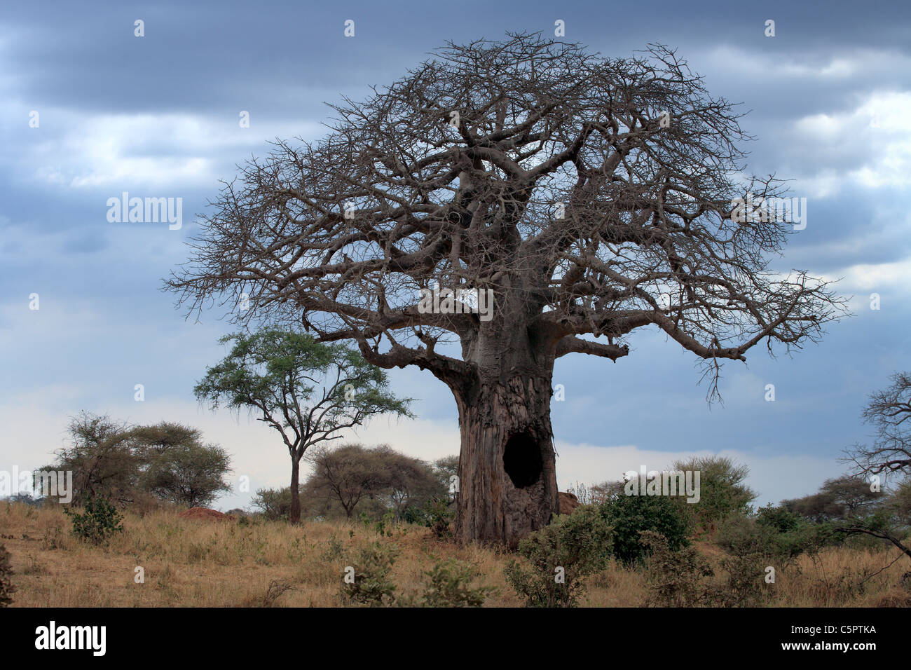 Baobab (Adansonia digitata), Parque Nacional Tarangire, Tanzania Foto de stock