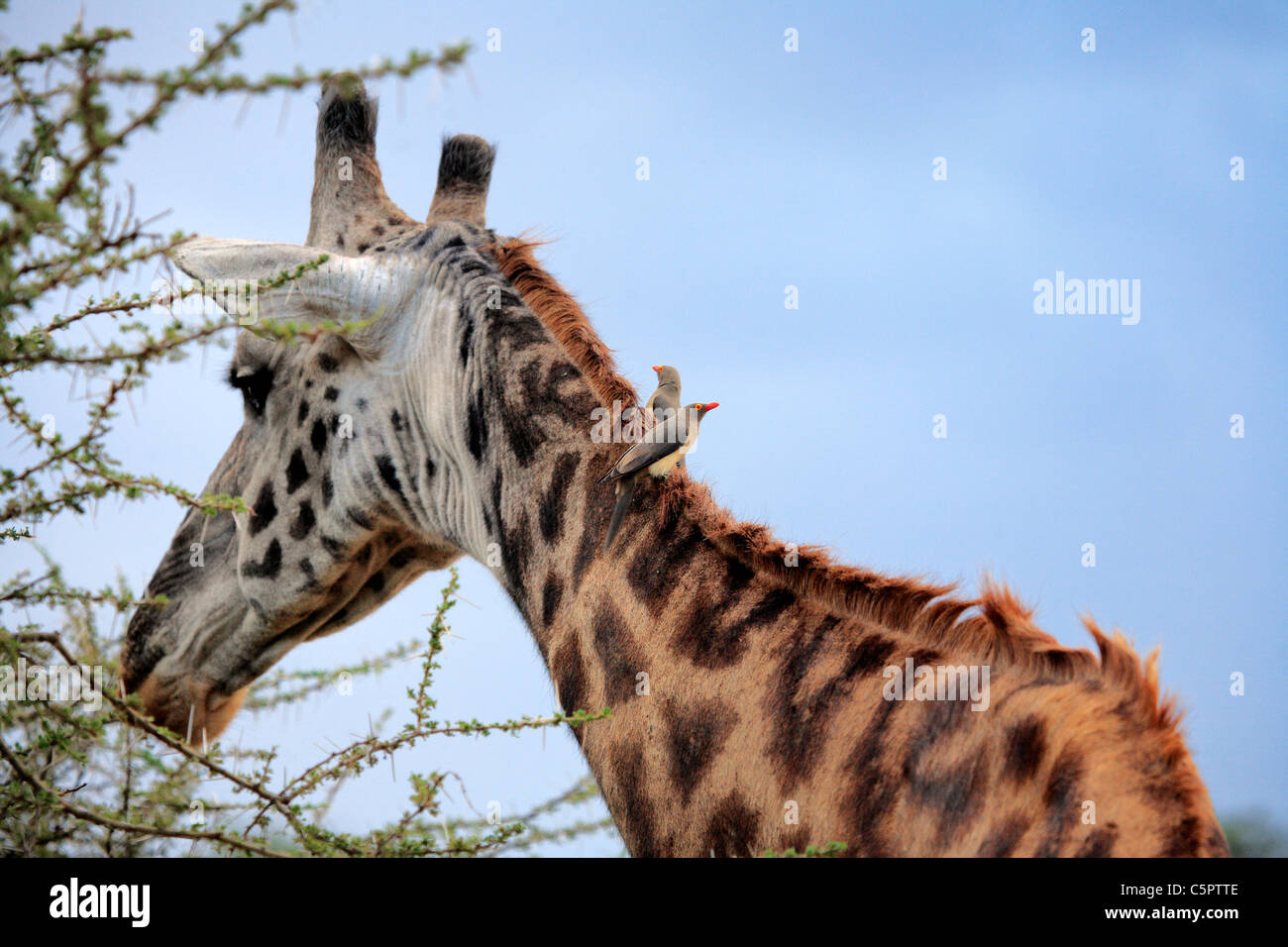 Giraffa camelopardalis (la jirafa), Parque Nacional de Serengueti, Tanzania Foto de stock