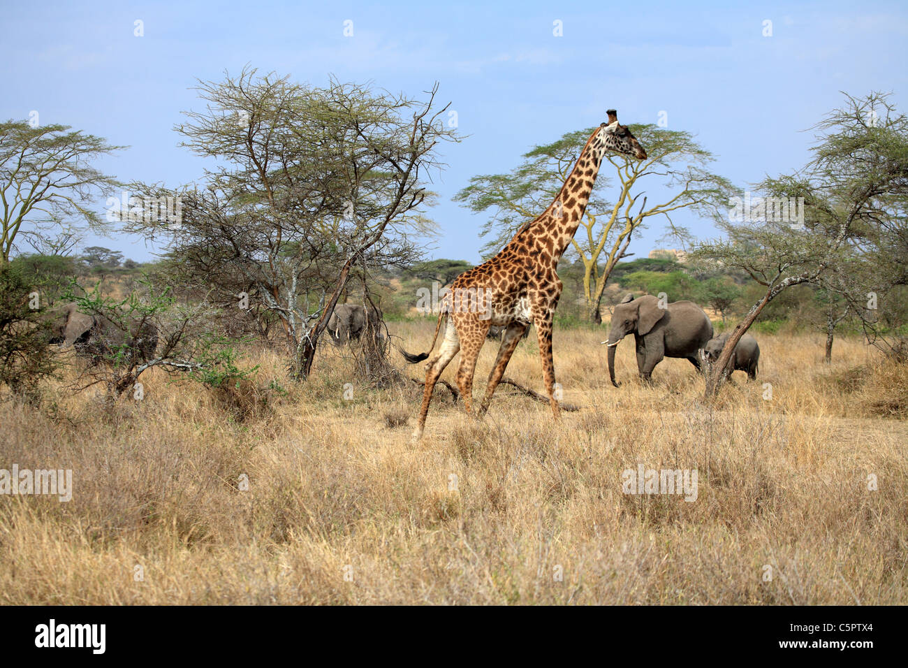 Parque Nacional del Serengeti, Tanzania Foto de stock