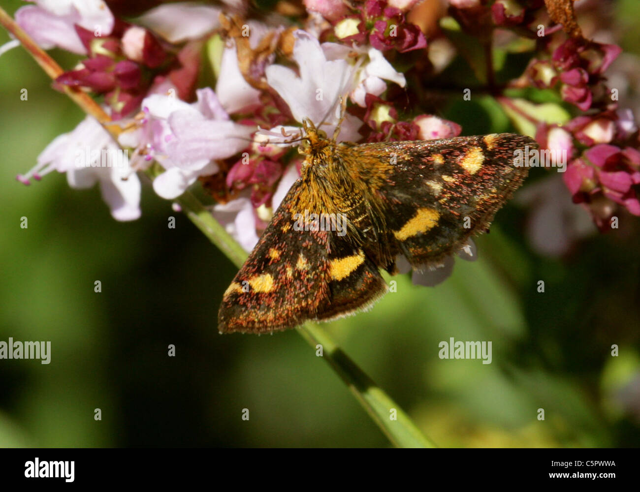 Polilla, menta, Crambidae Pyrausta aurata, Lepidoptera. Un día volando hocico Moth alimentándose de mejorana salvaje, Origanum vulgare. Foto de stock