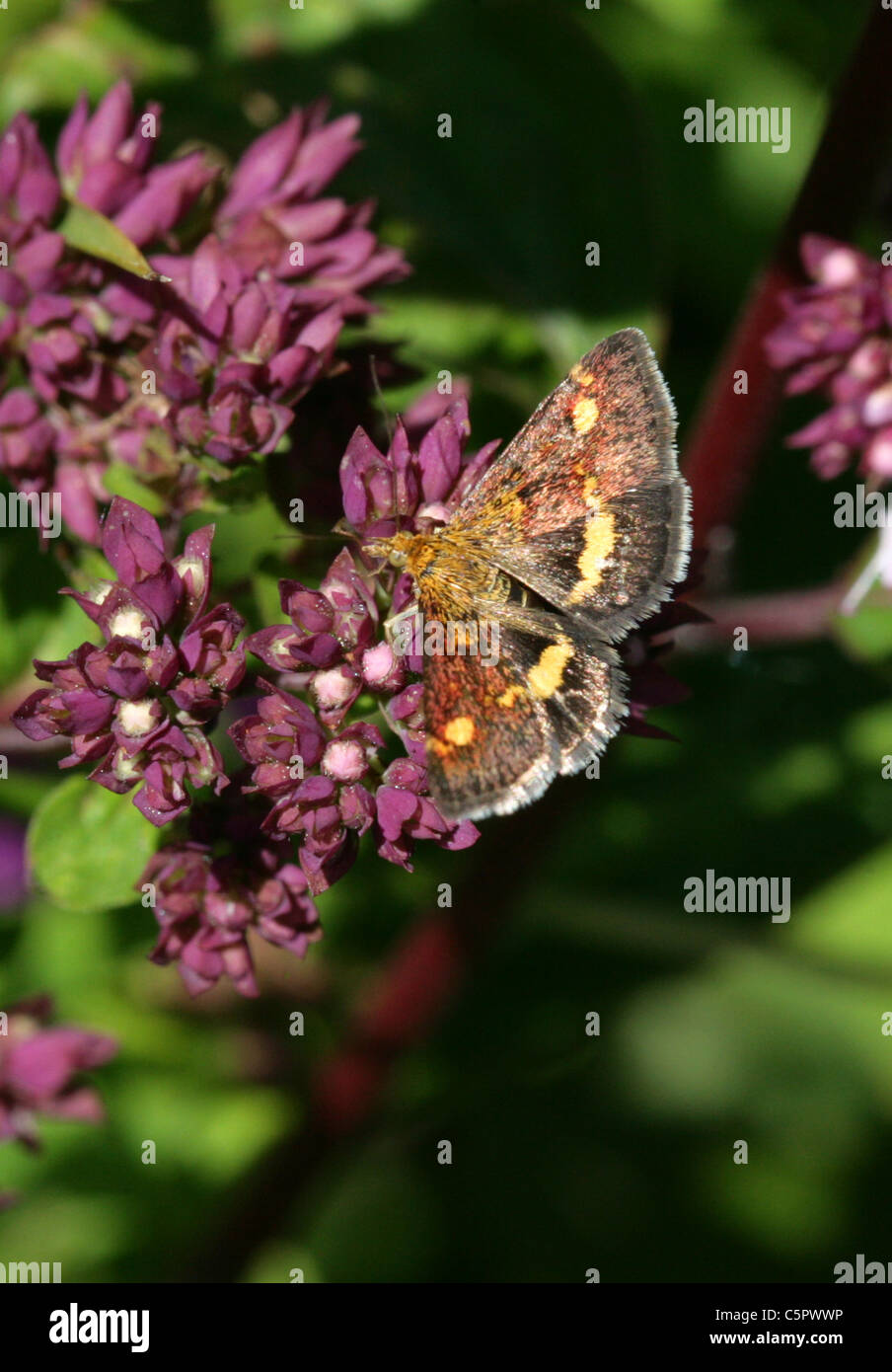 Polilla, menta, Crambidae Pyrausta aurata, Lepidoptera. Un día volando hocico Moth alimentándose de mejorana salvaje, Origanum vulgare. Foto de stock